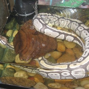 My Ball Python who lost her color!