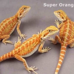 Capital Dragons - Canada's source for extreme bearded dragon color morphs.