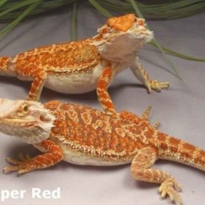 Capital Dragons - Canada's source for extreme bearded dragon color morphs.