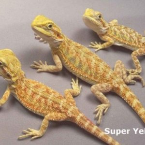 Capital Dragons - Canada's source for extreme bearded dragon color morphs.