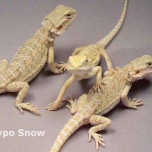 Capital Dragons - Canada's source for extreme bearded dragon color morphs.
