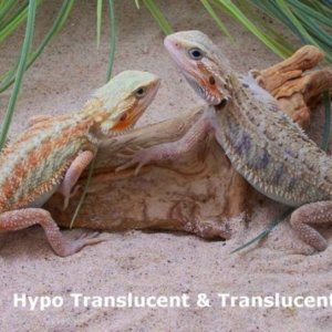 Capital Dragons - Canada's source for extreme bearded dragon color morphs.