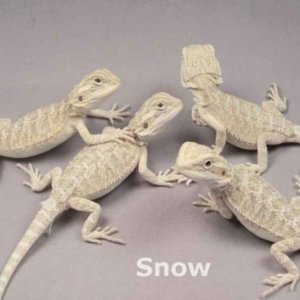 Capital Dragons - Canada's source for extreme bearded dragon color morphs.