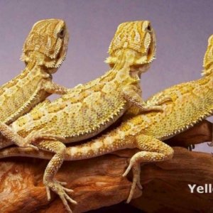 Capital Dragons - Canada's source for extreme bearded dragon color morphs.
