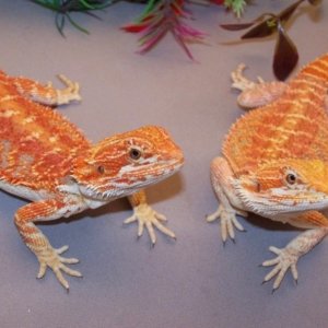 Capital Dragons - Canada's source for extreme bearded dragon color morphs.