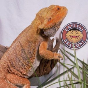Capital Dragons - Canada's source for extreme bearded dragon color morphs.