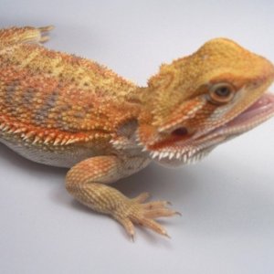 Capital Dragons - Canada's source for extreme bearded dragon color morphs.