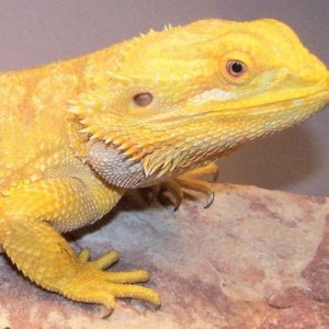 Capital Dragons - Canada's source for extreme bearded dragon color morphs.