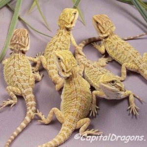 Capital Dragons - Canada's source for extreme bearded dragon color morphs.