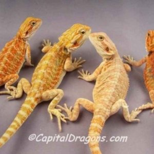 Capital Dragons - Canada's source for extreme bearded dragon color morphs.