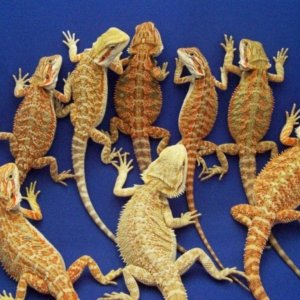 Capital Dragons - Canada's source for extreme bearded dragon color morphs.