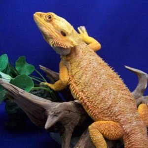 Capital Dragons - Canada's source for extreme bearded dragon color morphs.