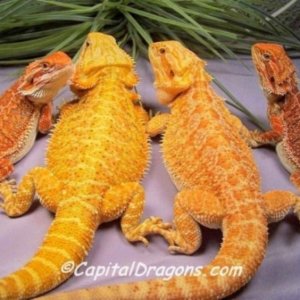 Capital Dragons - Canada's source for extreme bearded dragon color morphs.
