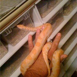 albinoburm