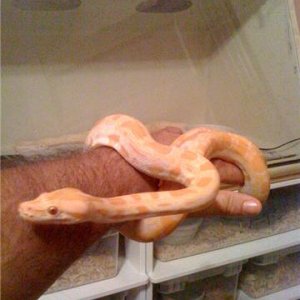 albinoburm2
