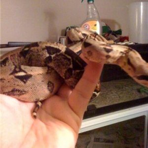 boa1