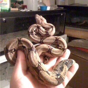 boa3