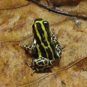 panguana lamasi