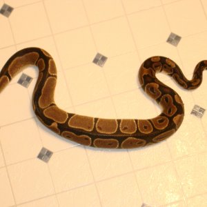 Male Black stripe ball