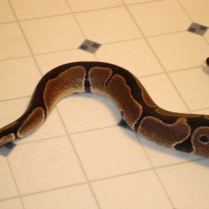Male Black stripe ball