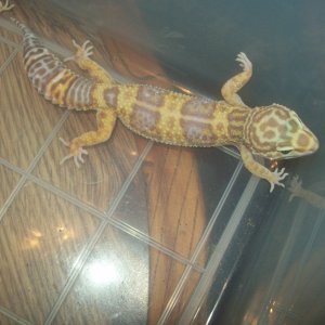 albino_het_aptor