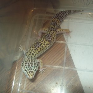 hypo
