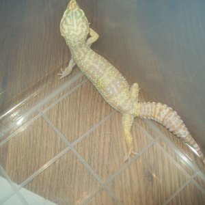 tremper_albino
