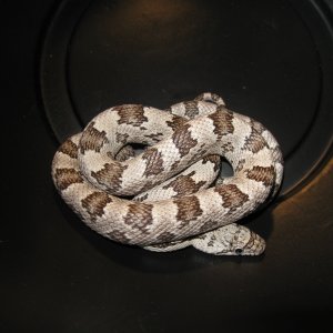 Remaining White Oak Gray Ratsnake babies