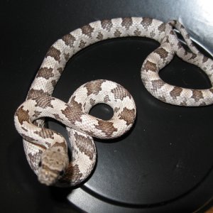 Remaining White Oak Gray Ratsnake babies