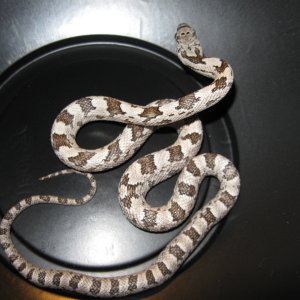 Remaining White Oak Gray Ratsnake babies