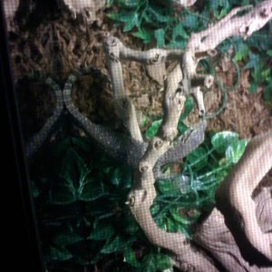 Salvator water monitor