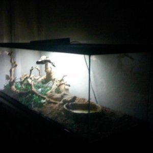 monitor's cage