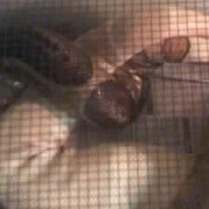 Dh sunglow male and albino female breeding