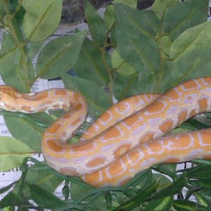 albino burmese