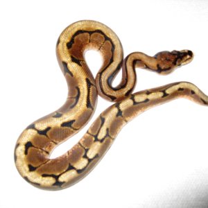 09_Spider_Ball_Python_002
