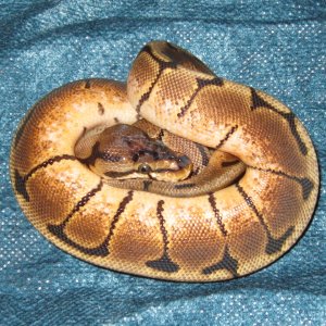 09_Spider_Ball_Python_006