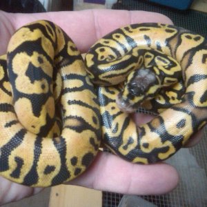 pastel yellow bellies 1