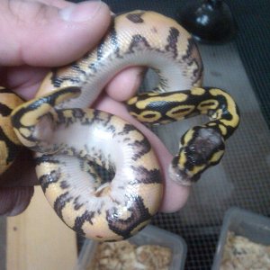 pastel yellow bellies 2