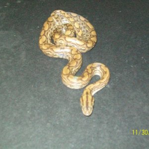 COLUMBIAN RAINBOW BOAS