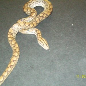 COLUMBIAN RAINBOW BOAS