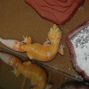 Female Leopard Geckos