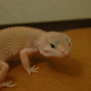 Female Leopard Geckos