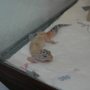 Female Leopard Geckos