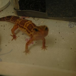 Female Leopard Geckos