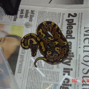 Yellowbelly