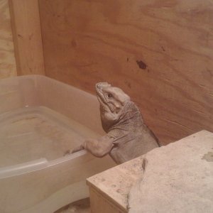 Rhino Iguana
