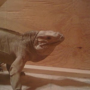 Rhino Iguana