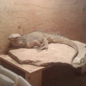 Rhino Iguana