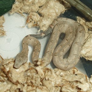 Candoia carinata paulsoni