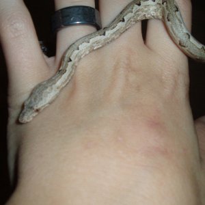 Candoia carinata paulsoni